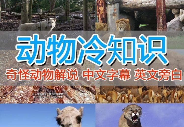 外面卖1699的国外纪录片解说（动物解说、美食、动画片）稳过中视频网创吧-网创项目资源站-副业项目-创业项目-搞钱项目恒杨云站